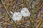 Coastalplain dawnflower